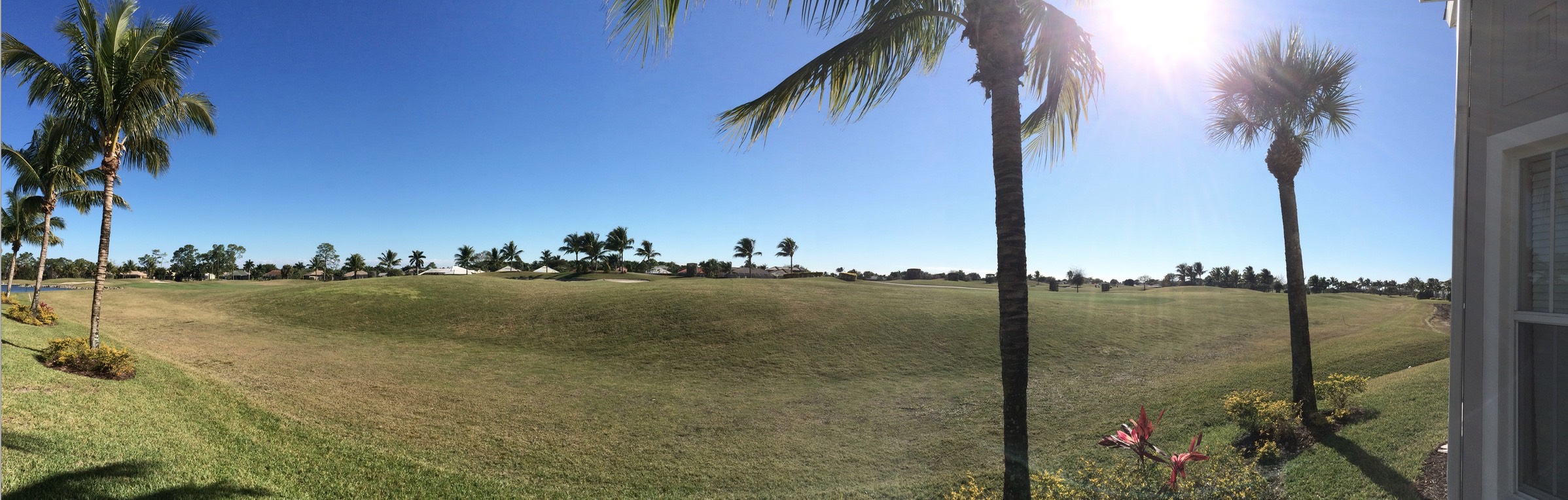 palms